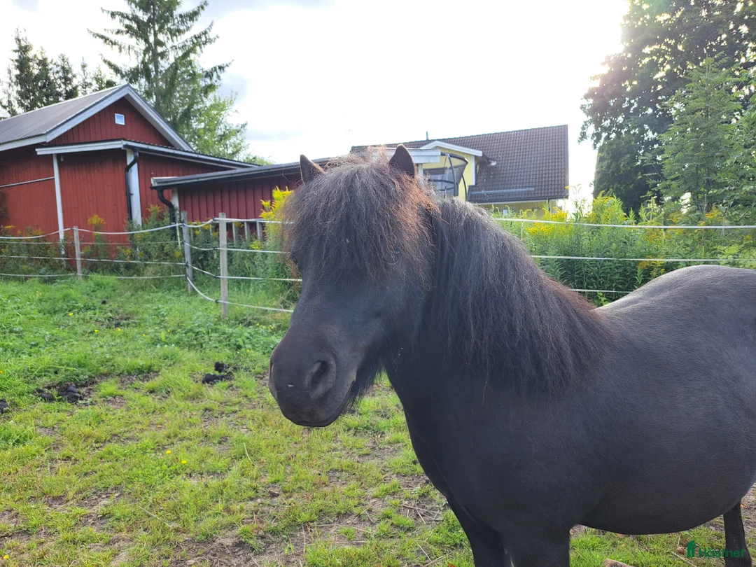 Allround hästar till salu: Snäll, välkörd och riden Shetlandsponny i Forshaga - Annons 3