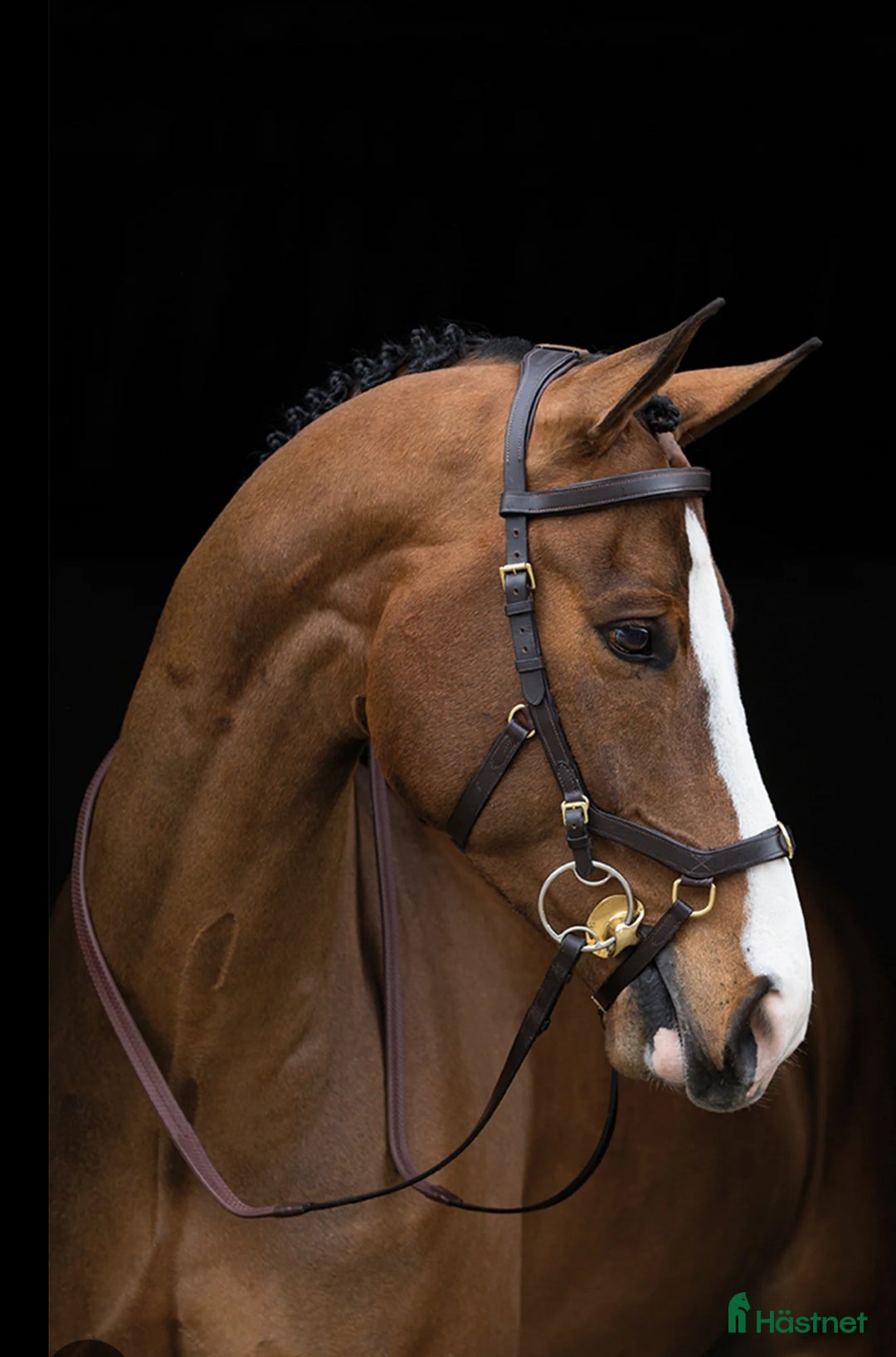 Sadeltillbehör hästutrustning till salu: Sökes massor utrustning i Ingarö - Annons 3