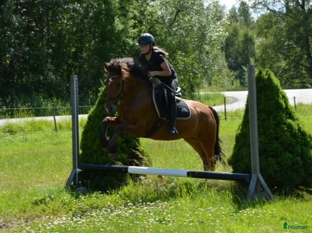 Allround hästar till salu: Rudivald söker sin egen ryttare - Annons 1