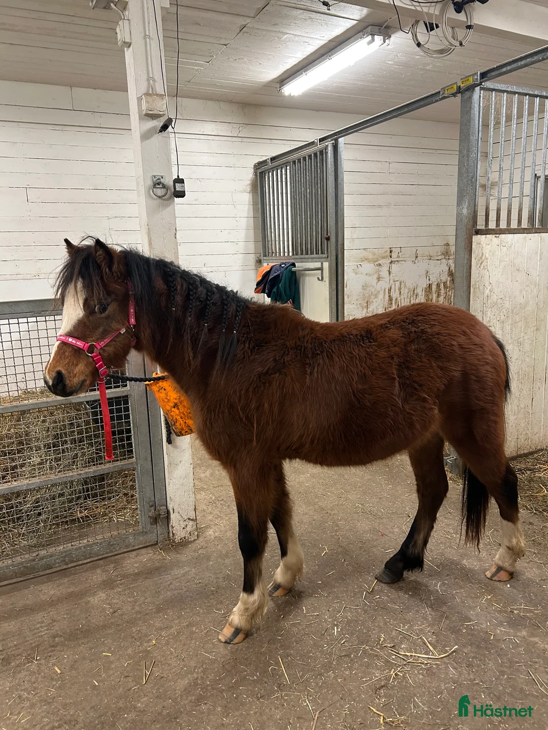 Allround hästar till salu: Welsh Mountain med fina rörelser!  - Annons 2