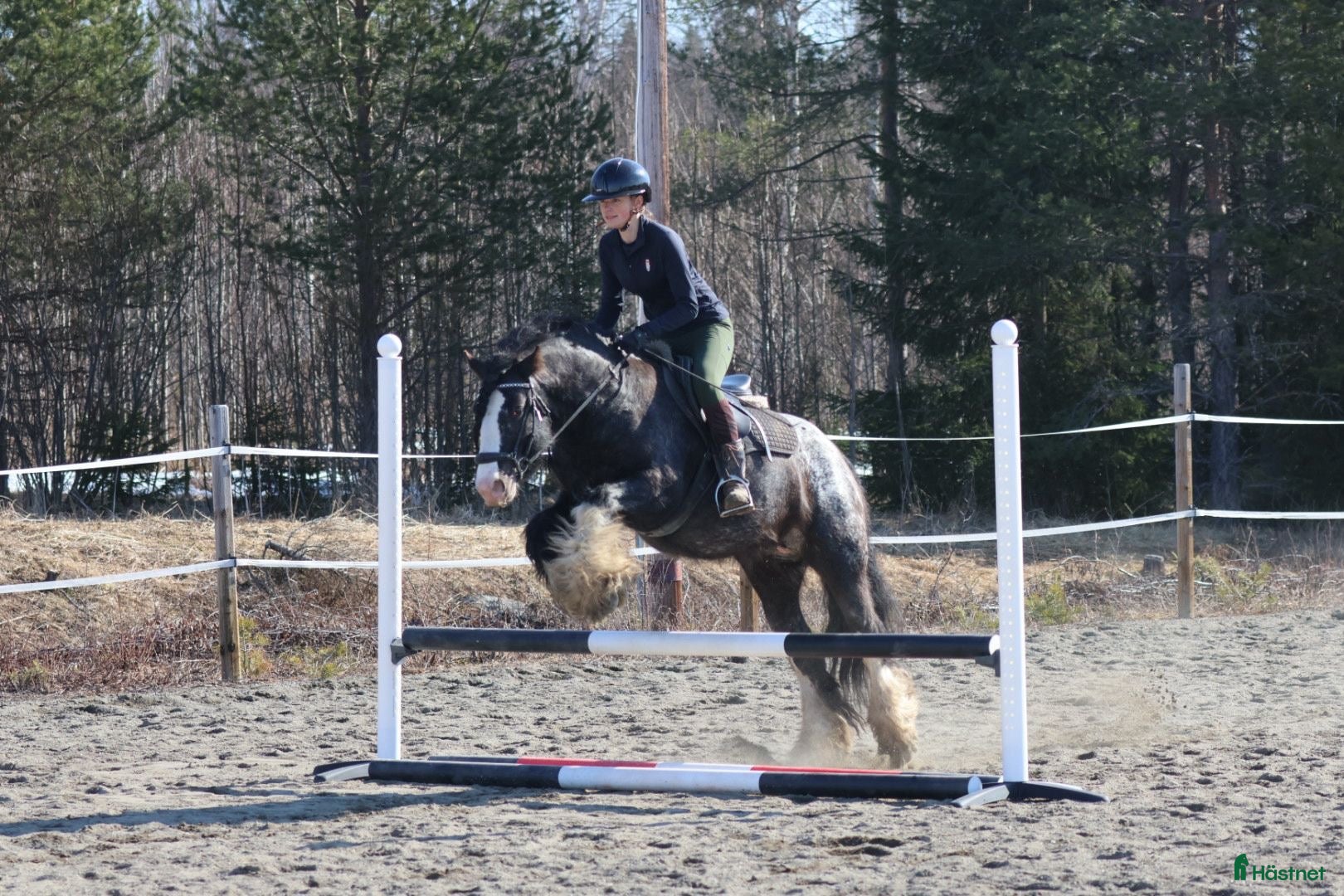  hästar Marvy – en hingst utöver det vanliga  - Annons 1