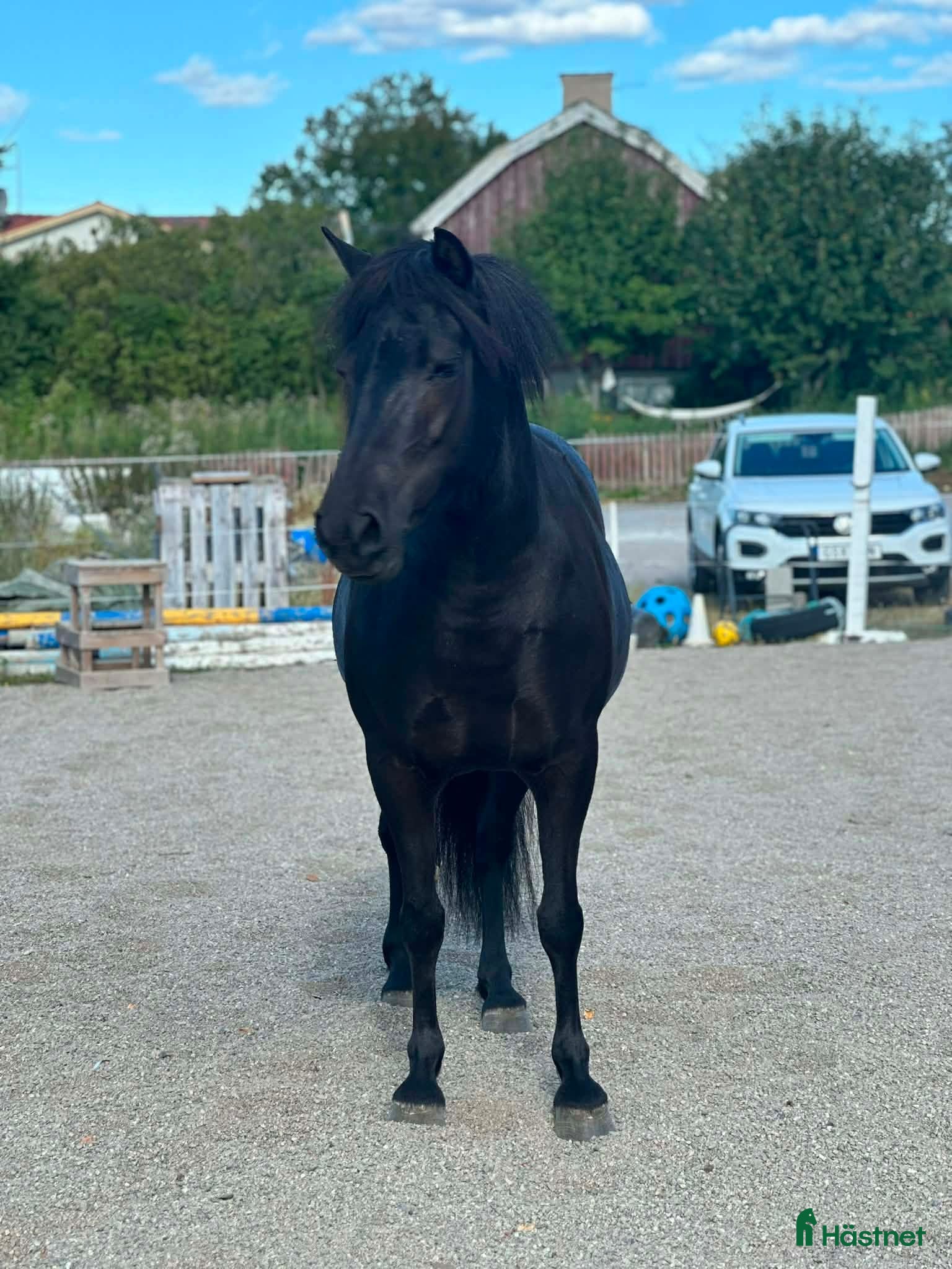  hästar Fint svart Sto - Annons 2
