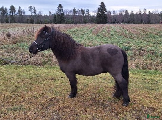  hästar Charmig allroundshettis i Älgarås - Annons 8