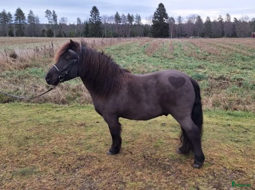 Allround hästar till salu: Charmig allroundshettis i Älgarås - Annons 1