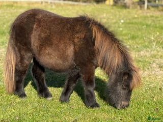 hästar Shetlandsponny Ston i Nyköping - Annons 9