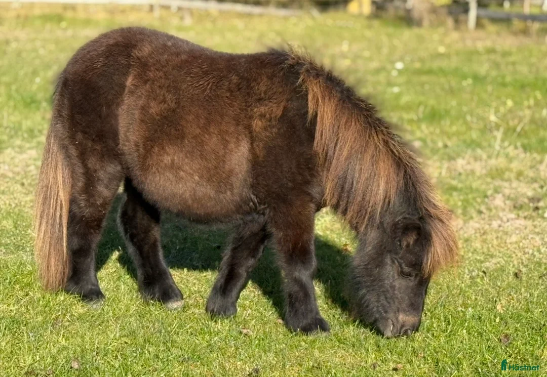 Sällskap hästar till salu: Shetlandsponny Ston i Nyköping - Annons 1