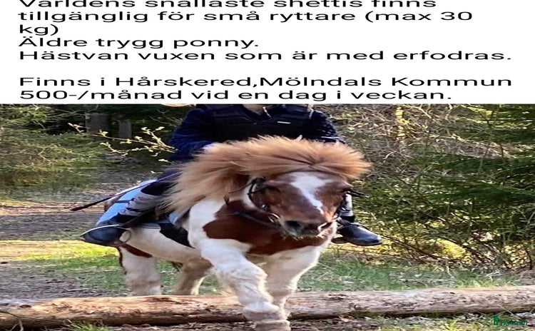  medryttarhäst finnes i Mölnlycke - Annons 11