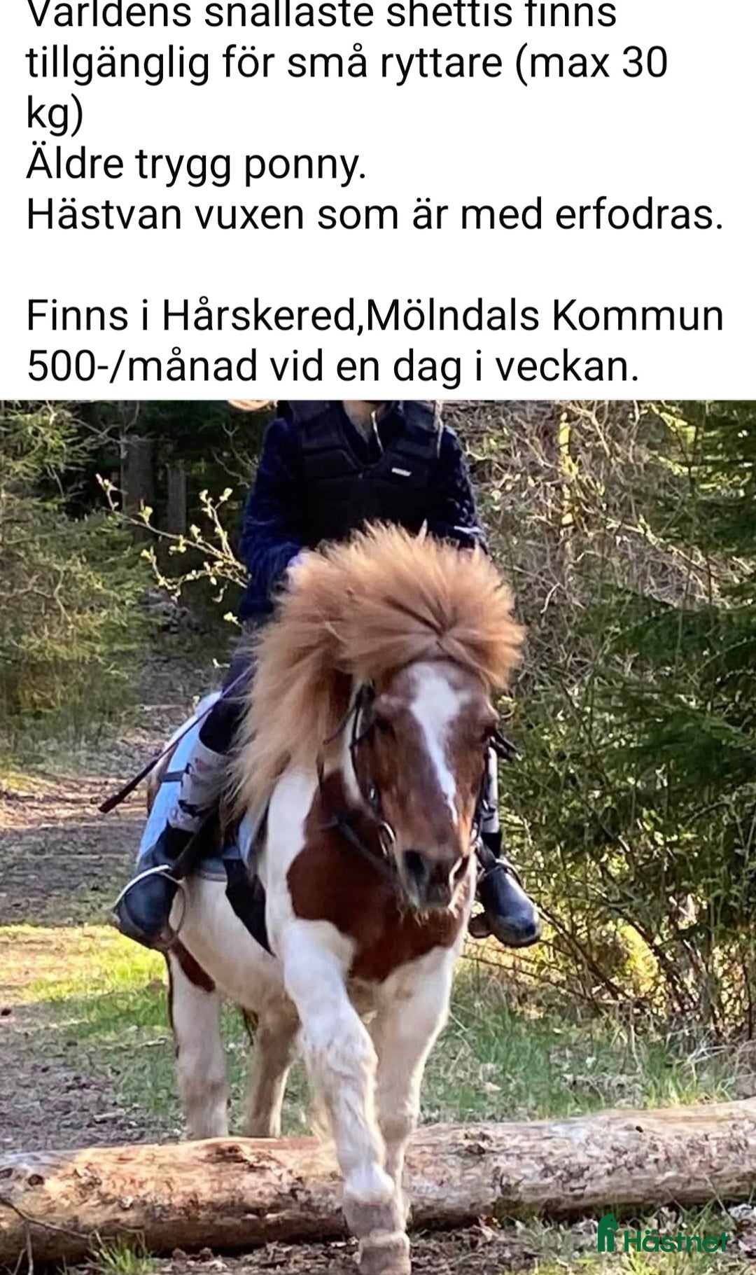  medryttarhäst finnes: 2 ponnys söker medryttare i Mölnlycke - Annons 1