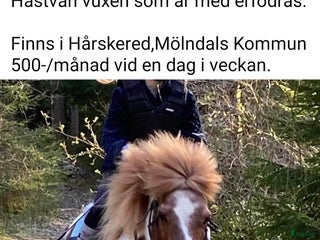 medryttarhäst finnes: 2 ponnys söker medryttare i Mölnlycke - Annons 17