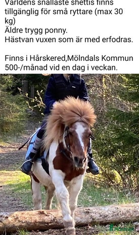 medryttarhäst finnes i Mölnlycke - Annons 11