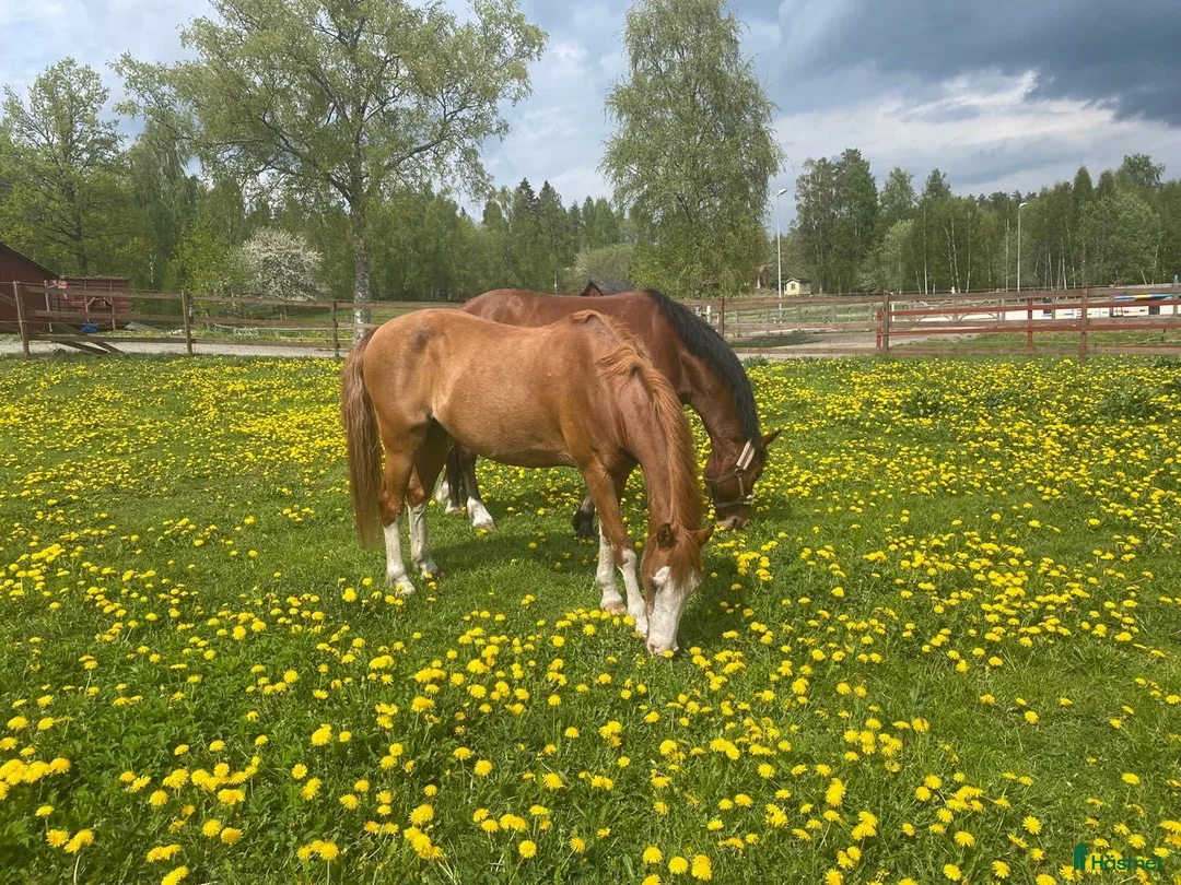  stallplats finnes: Lediga stallplatser i mysigt stall i Habo - Annons 9