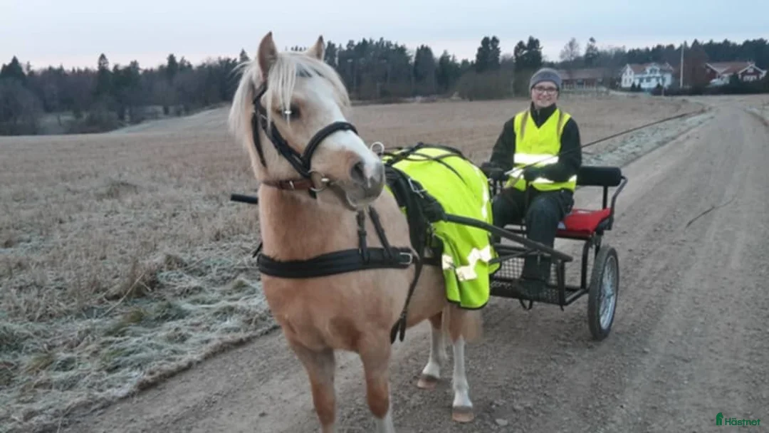 Allround hästar till salu: Framåt welsh mountainkille i Stenkullen - Annons 9