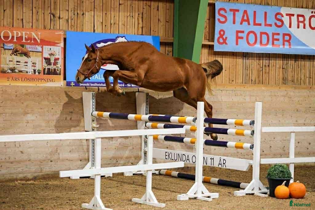  hästar Arezzo VDL - Indoctro - Mr Blue - Annons 7