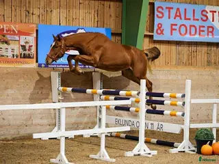 hästar Arezzo VDL - Indoctro - Mr Blue - Annons 7