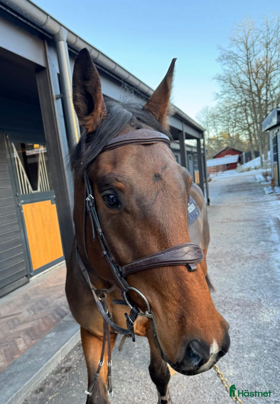  hästar Trevlig 5 åring med fin inställning  i Västerås - Annons 17