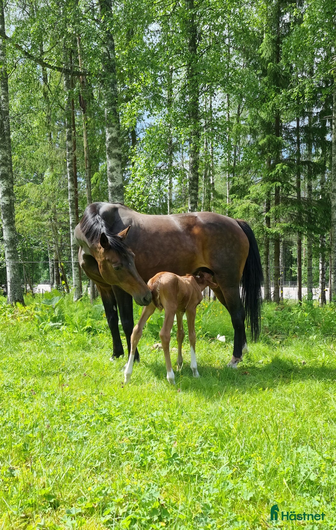Dressyr hästar till salu: Supertrevligt sto e.Zafferano  i Ludvika - Bild 17
