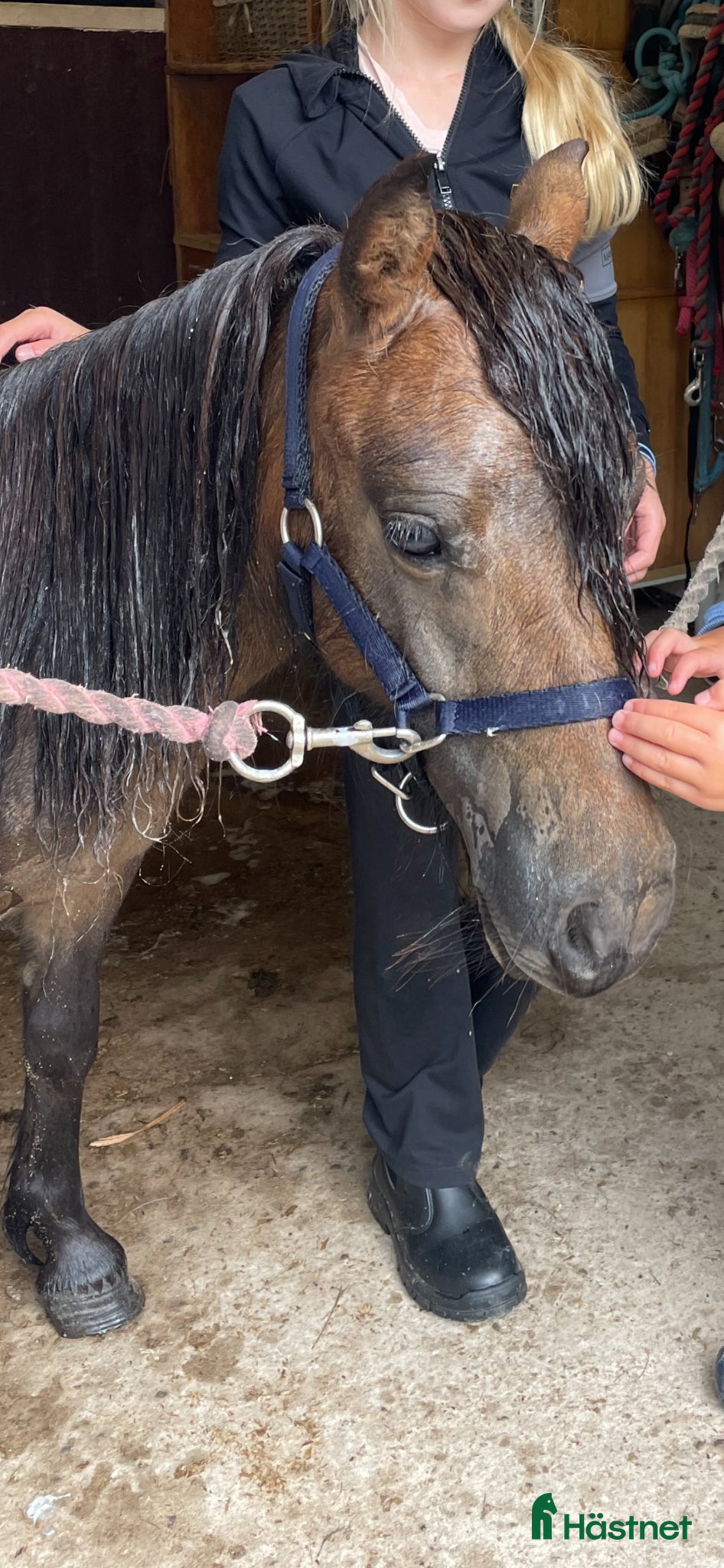  hästar Sockersöt Shetlandsponny - Annons 2