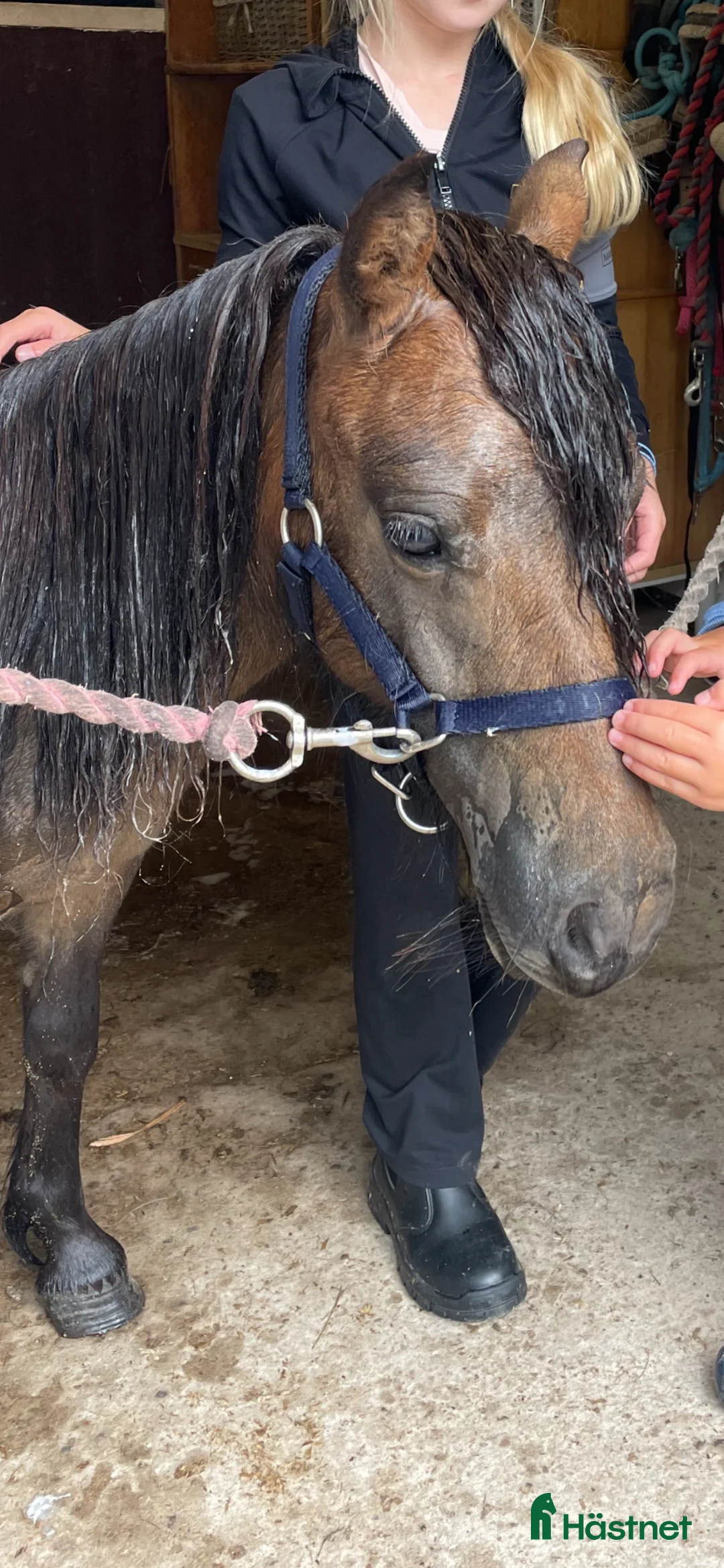 Allround hästar till salu: Sockersöt Shetlandsponny i Ånimskog - Annons 2