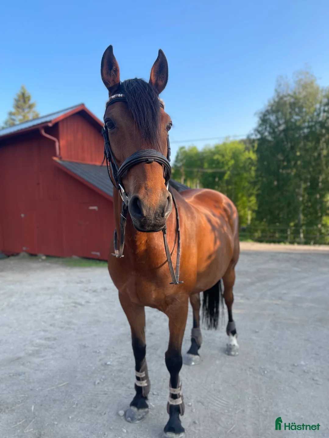 Allround hästar till salu: Pigg och känslig häst  - Annons 2