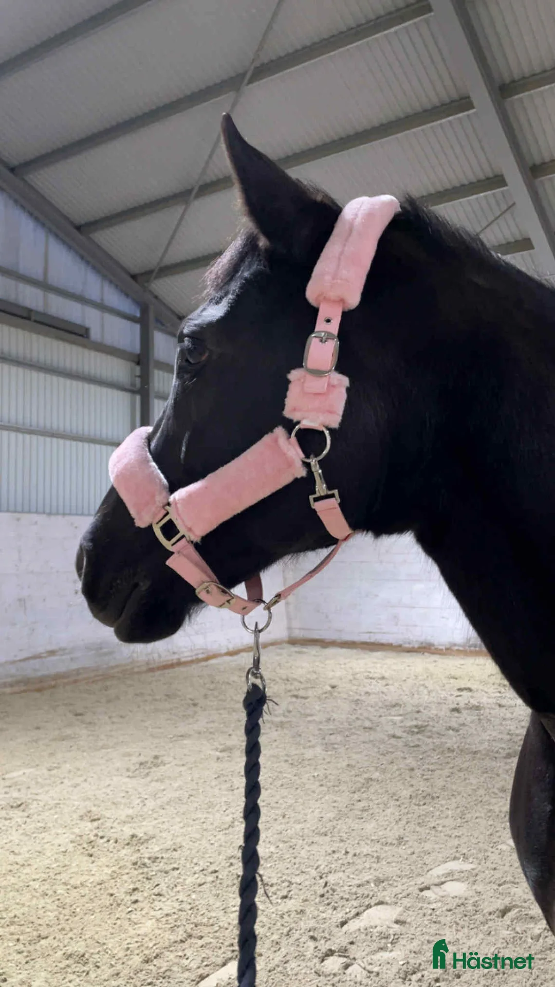 Allround hästar till salu: Vackert danskt halvblod - Annons 4