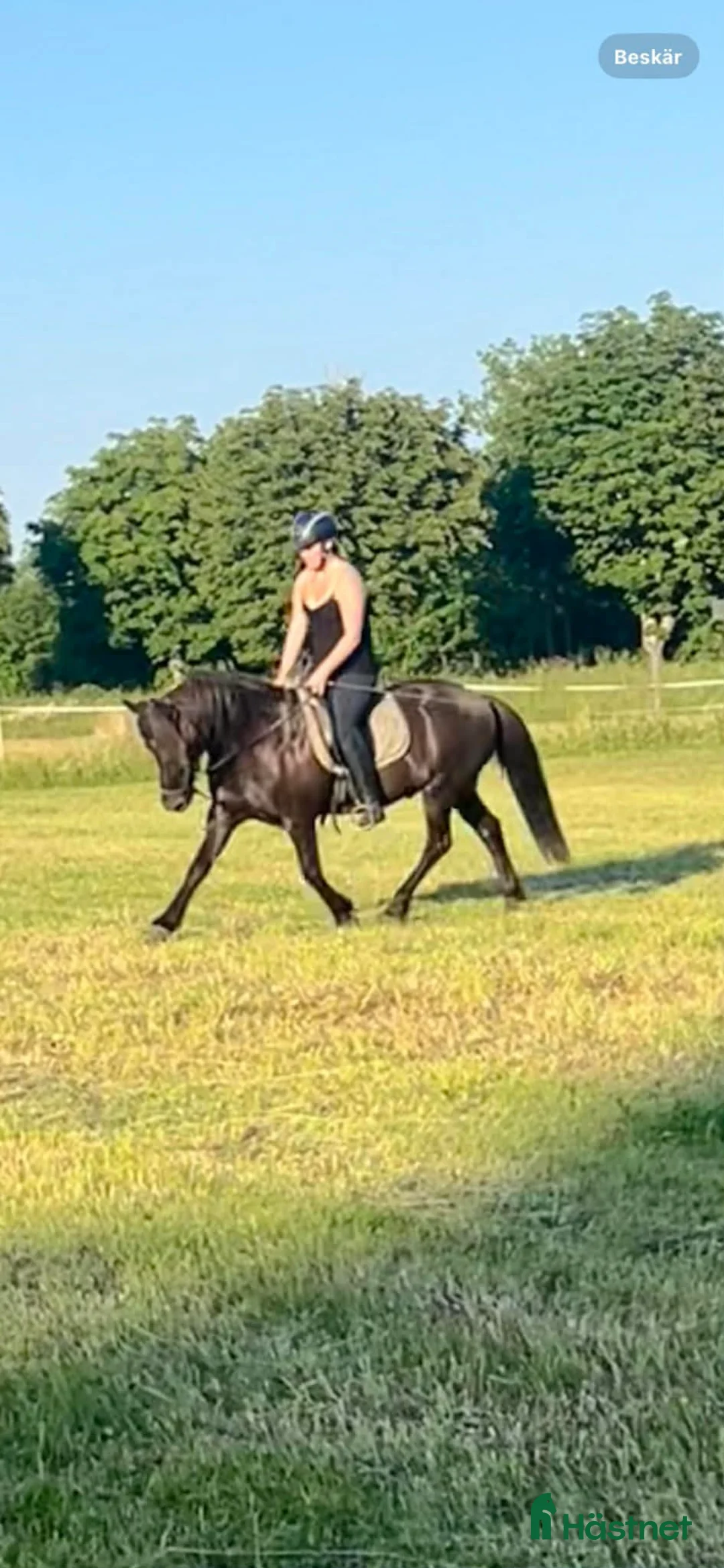 Island hästar till salu: Muni från Örvik  - Annons 2