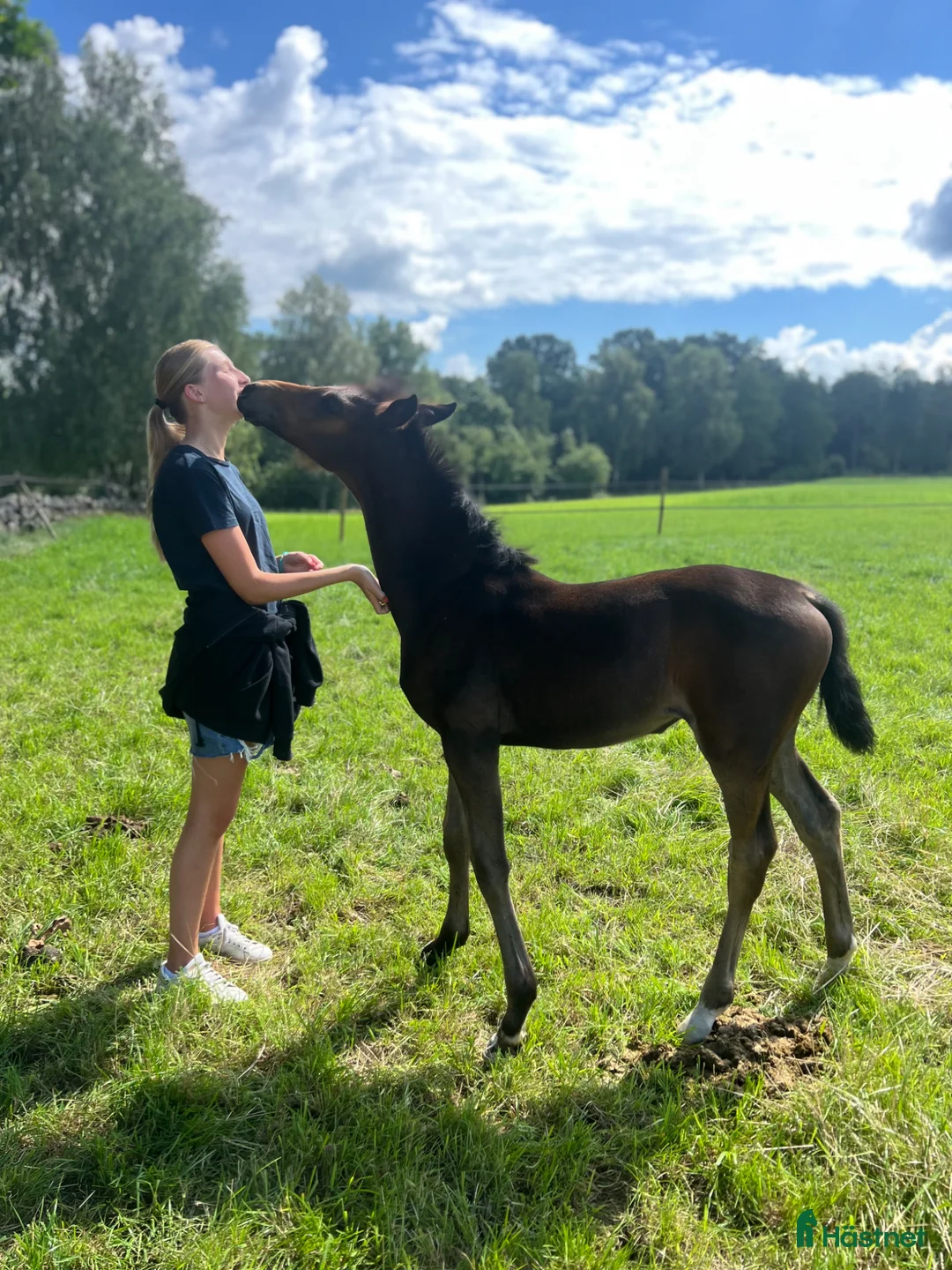 Allround hästar sökes: Häst/bästa vän sökes i Varberg - Annons 1