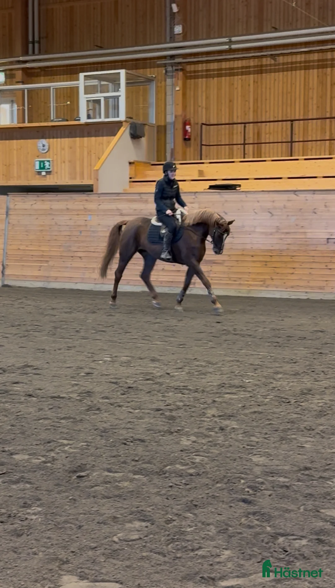 Allround hästar till salu: Trevlig häst att utveckla  - Annons 2