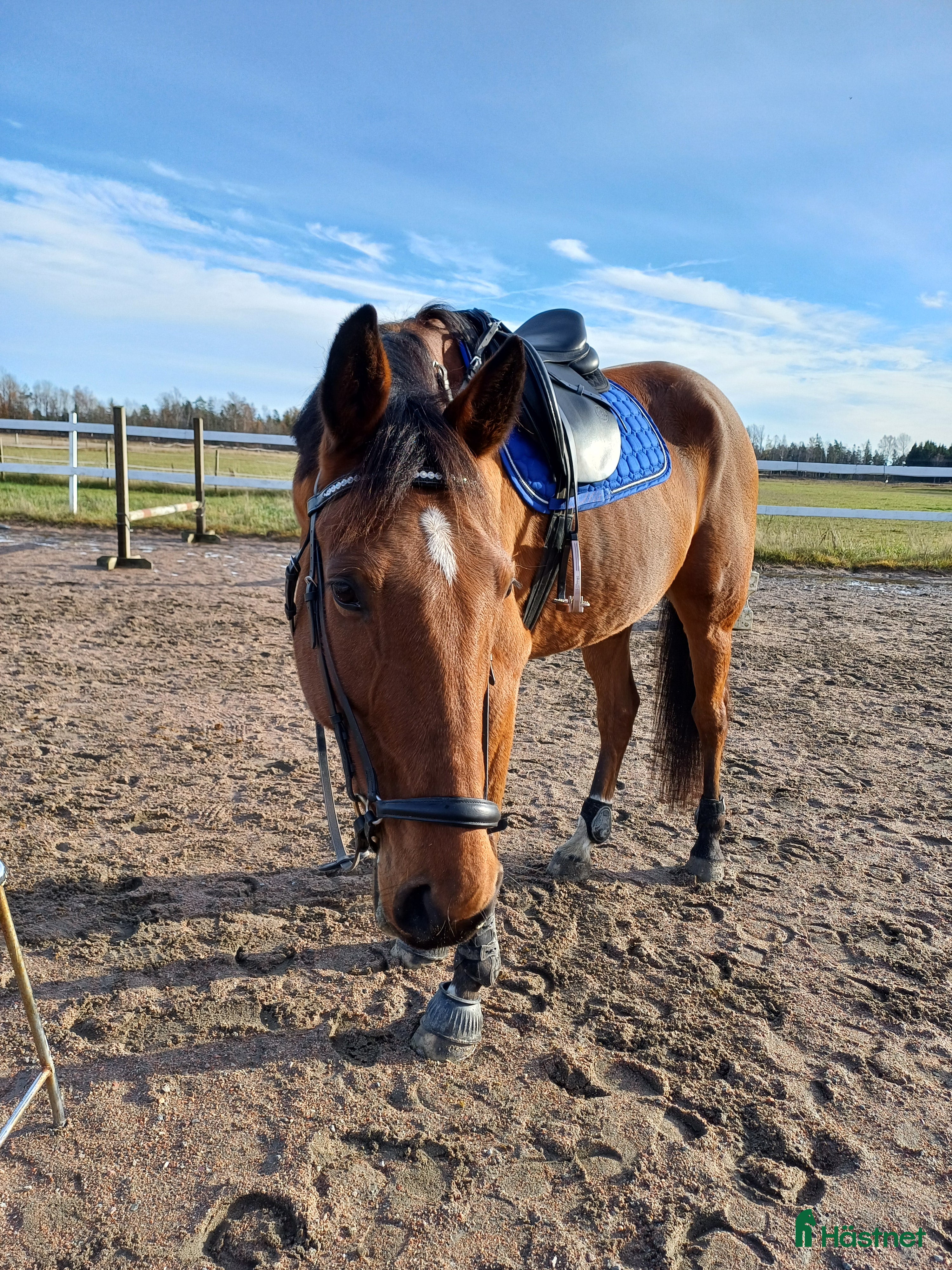  hästar ✨️Kalle✨️ i Frändefors - Annons 12