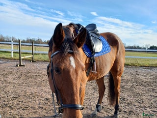 hästar ✨️Kalle✨️ i Frändefors - Annons 22