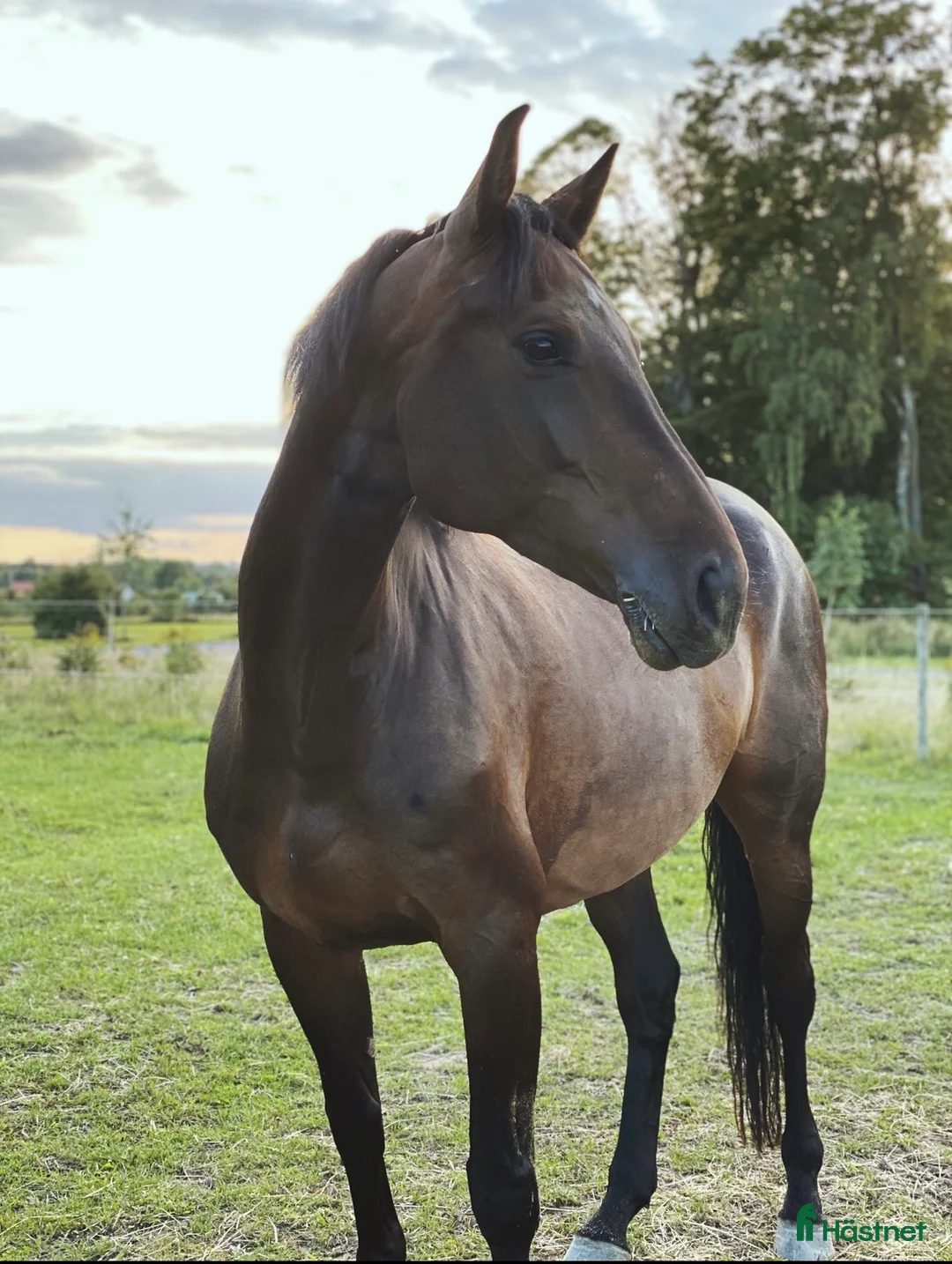 Avelshästar hästar till salu: Avel/hobby/allround häst - Annons 1