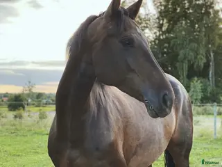 hästar Avel/hobby/allround häst - Annons 10