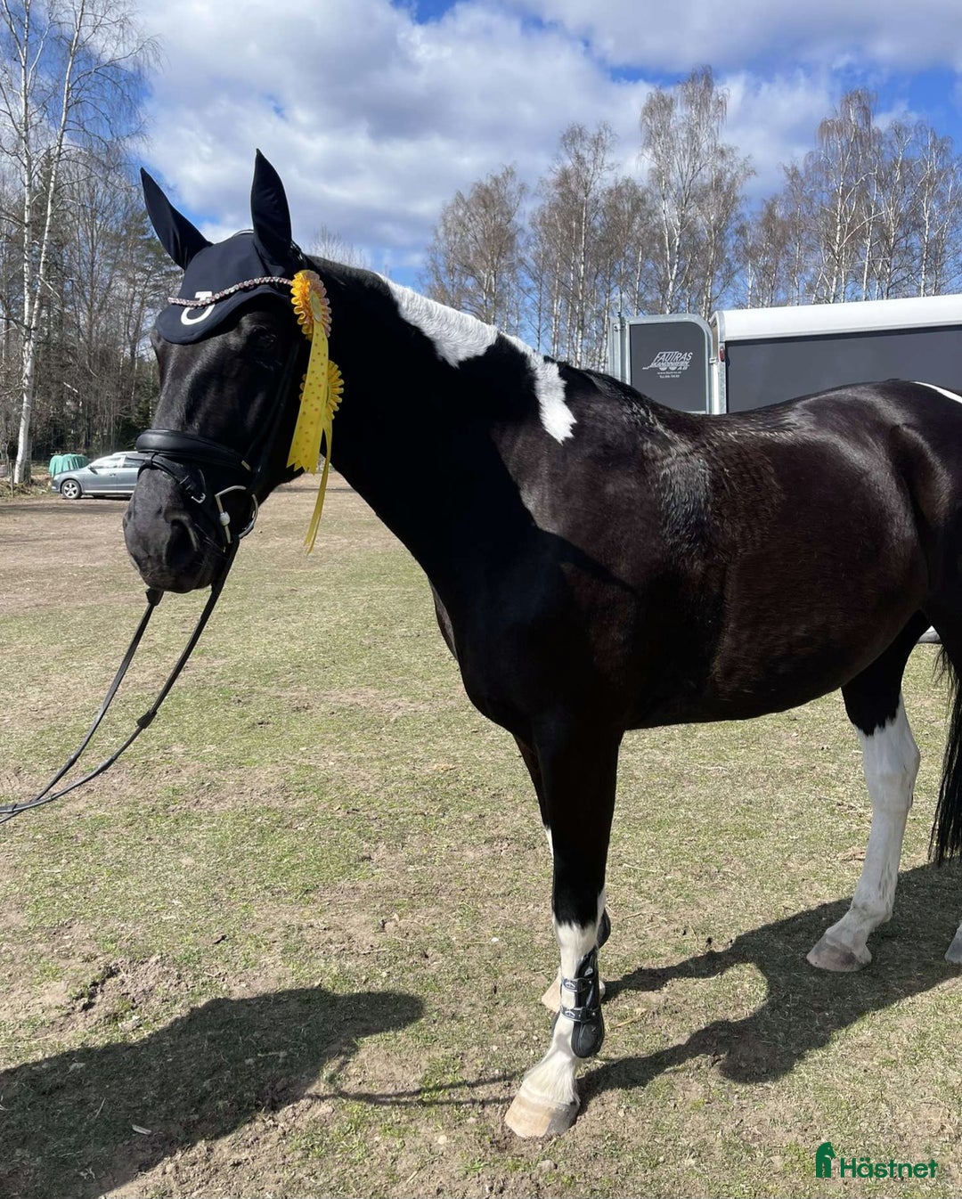 Allround hästar till salu: Vackert Sto i Vimmerby - Annons 5