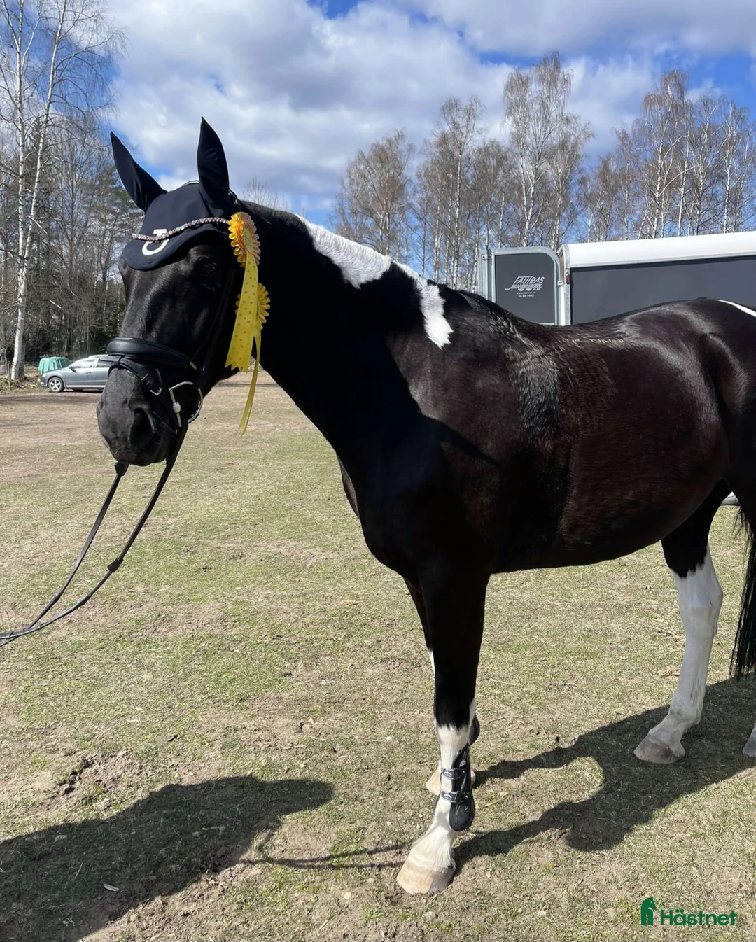 Allround hästar till salu: Vackert Sto i Vimmerby - Annons 5
