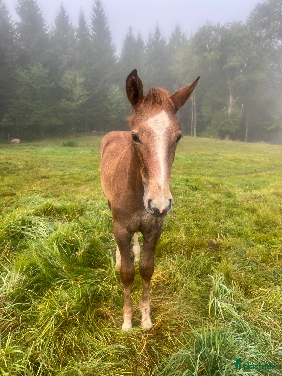 Hoppning hästar till salu: Vacker ädelsten! i Strömsnäsbruk - Annons 5
