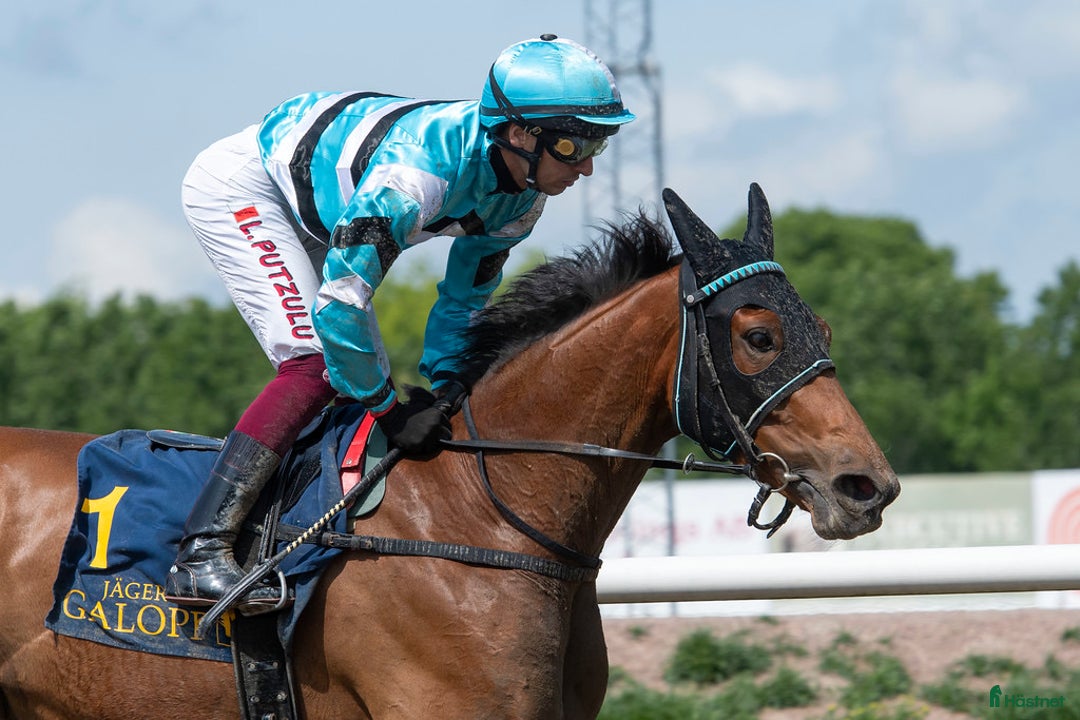 Allround hästar till salu: Mitt hjärta söker sitt sista hem i Trelleborg - Annons 3