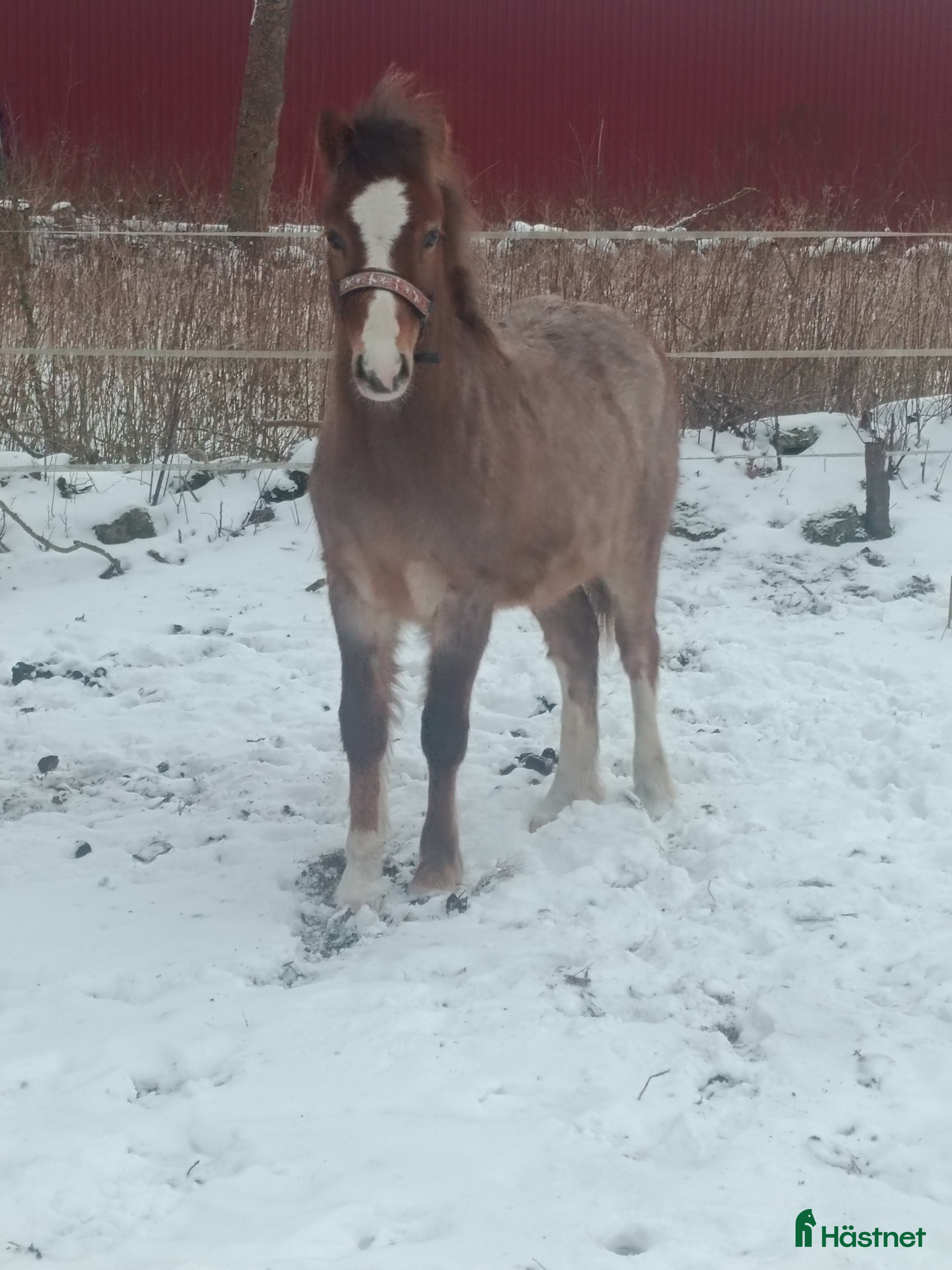  hästar Welsh mountain hingst  - Annons 19