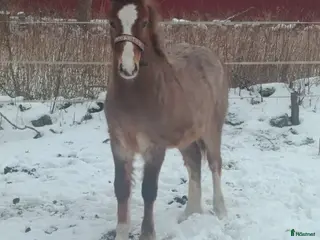 hästar Welsh mountain hingst - Annons 19