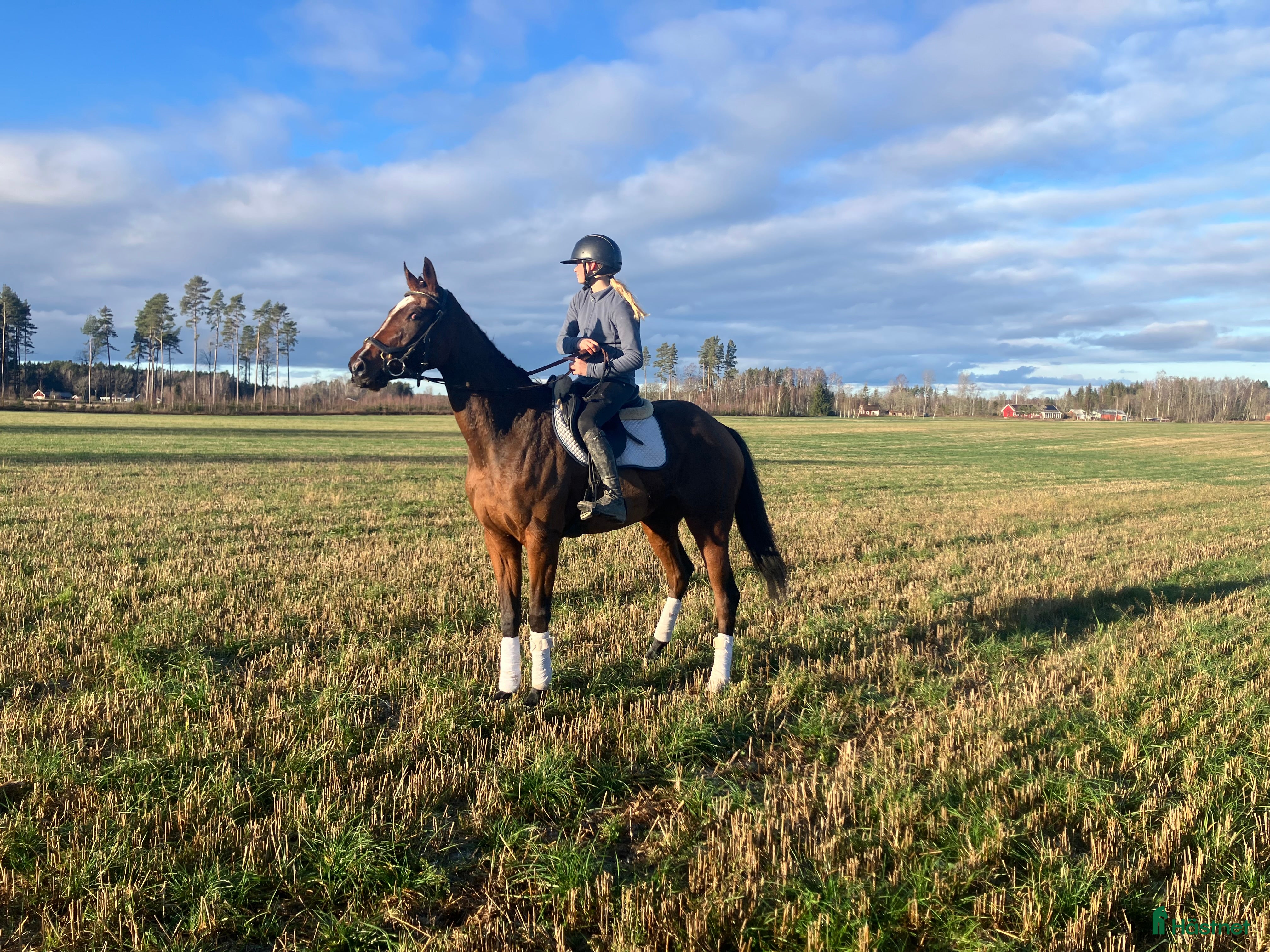  hästar Personligt sto med potential  i Skara - Annons 19