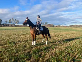 hästar Personligt sto med potential i Skara - Annons 19