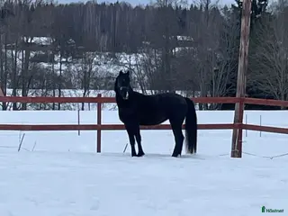 Allround hästar till salu: Supersnäll ungponny i Lysvik - Annons 2