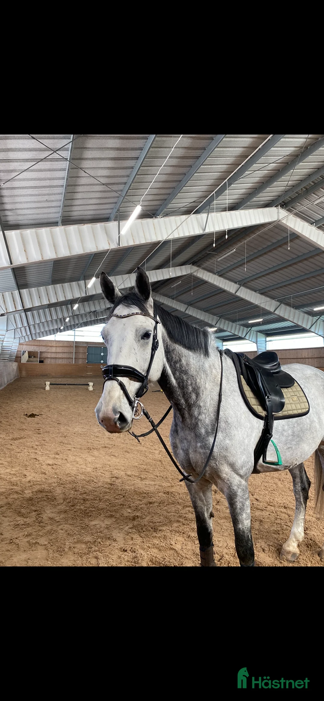 Hoppning hästar till salu: Snygg, trevlig och stor Valack med fin stam i Linköping - Annons 2