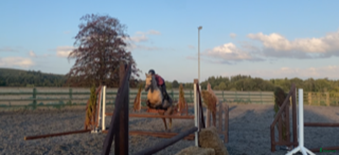 Hoppning hästar till salu: 5 year old with potential for the highest classes i Stockholm-Arlanda - Annons 8