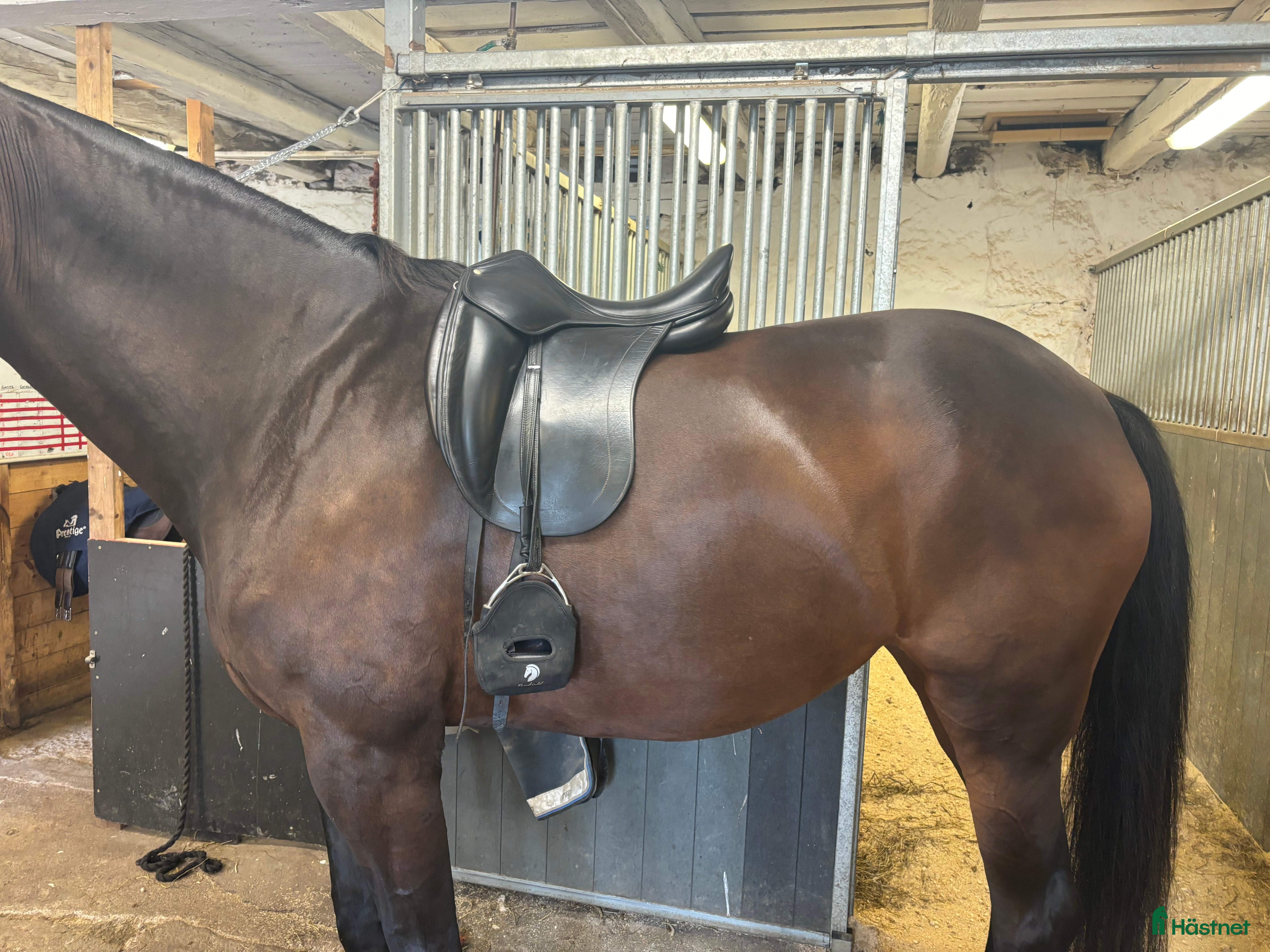Sadlar hästutrustning till salu: Super fin dressyrsadel Childeric DAC i Sundbyberg - Annons 2