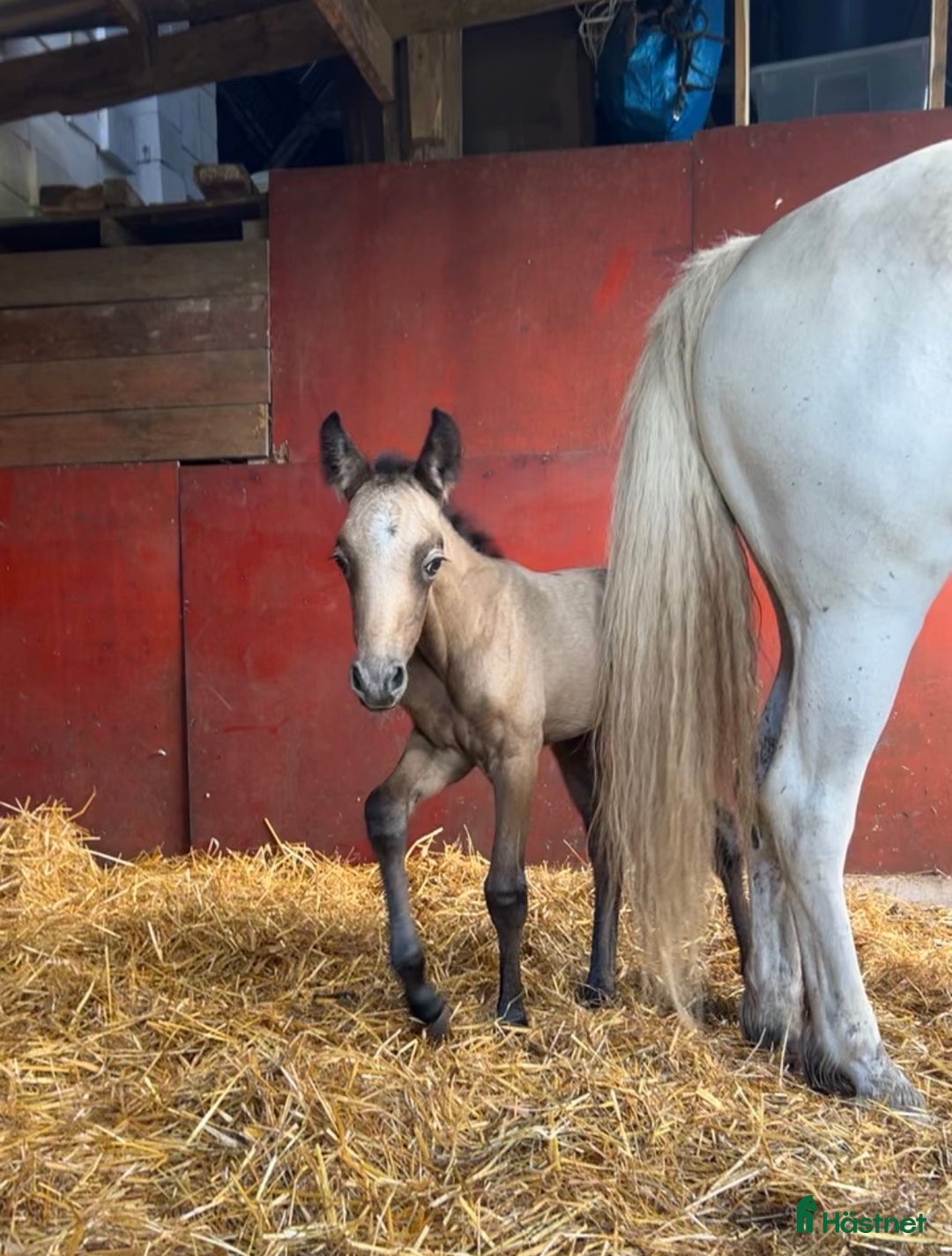 Allround hästar till salu: Meritstarkt prestationsstammat Connemarasto i Vederslöv - Annons 1