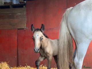 hästar Meritstarkt prestationsstammat Connemarasto i Vederslöv - Annons 5