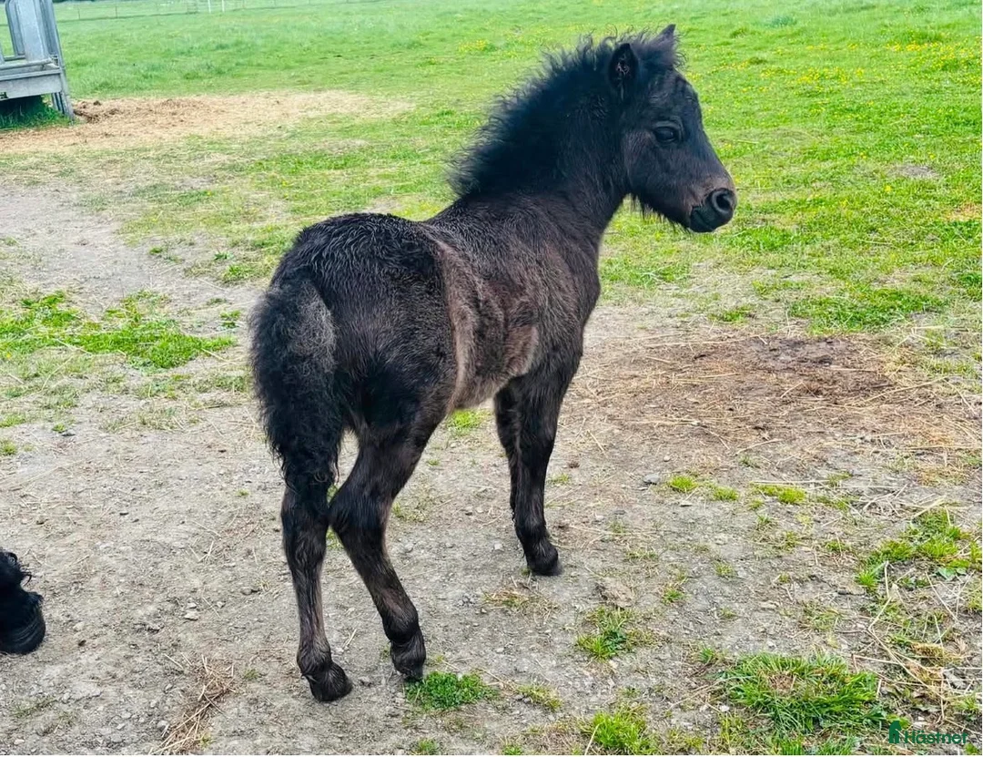 Allround hästar till salu: Charmigt shetlandsponnyföl med fin stam - Annons 2