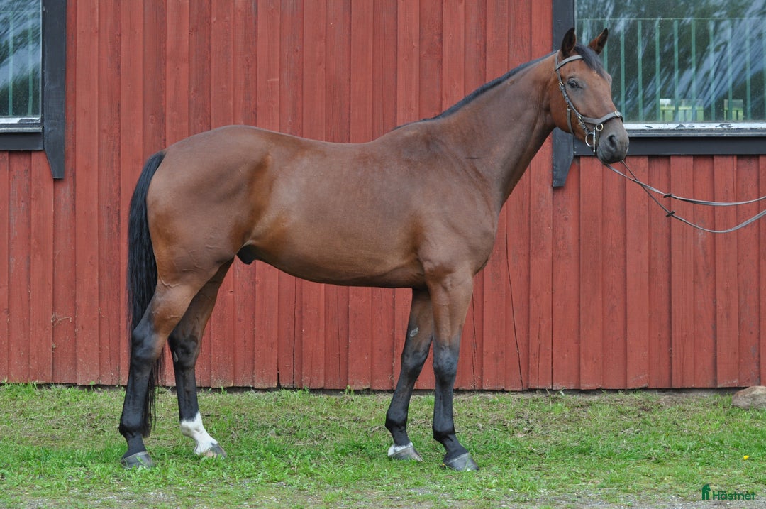 Hoppning hästar till salu: SWB valack söker ryttare i Skövde - Annons 3