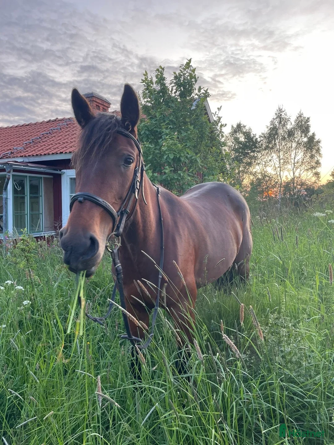 Allround hästar till salu: Vbl Sto 6år i Järbo - Annons 2