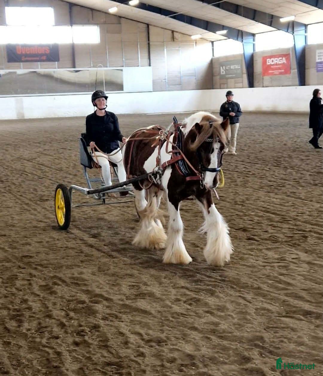 Allround hästar till salu: Irish Cob Valack, riden och körd  - Annons 1