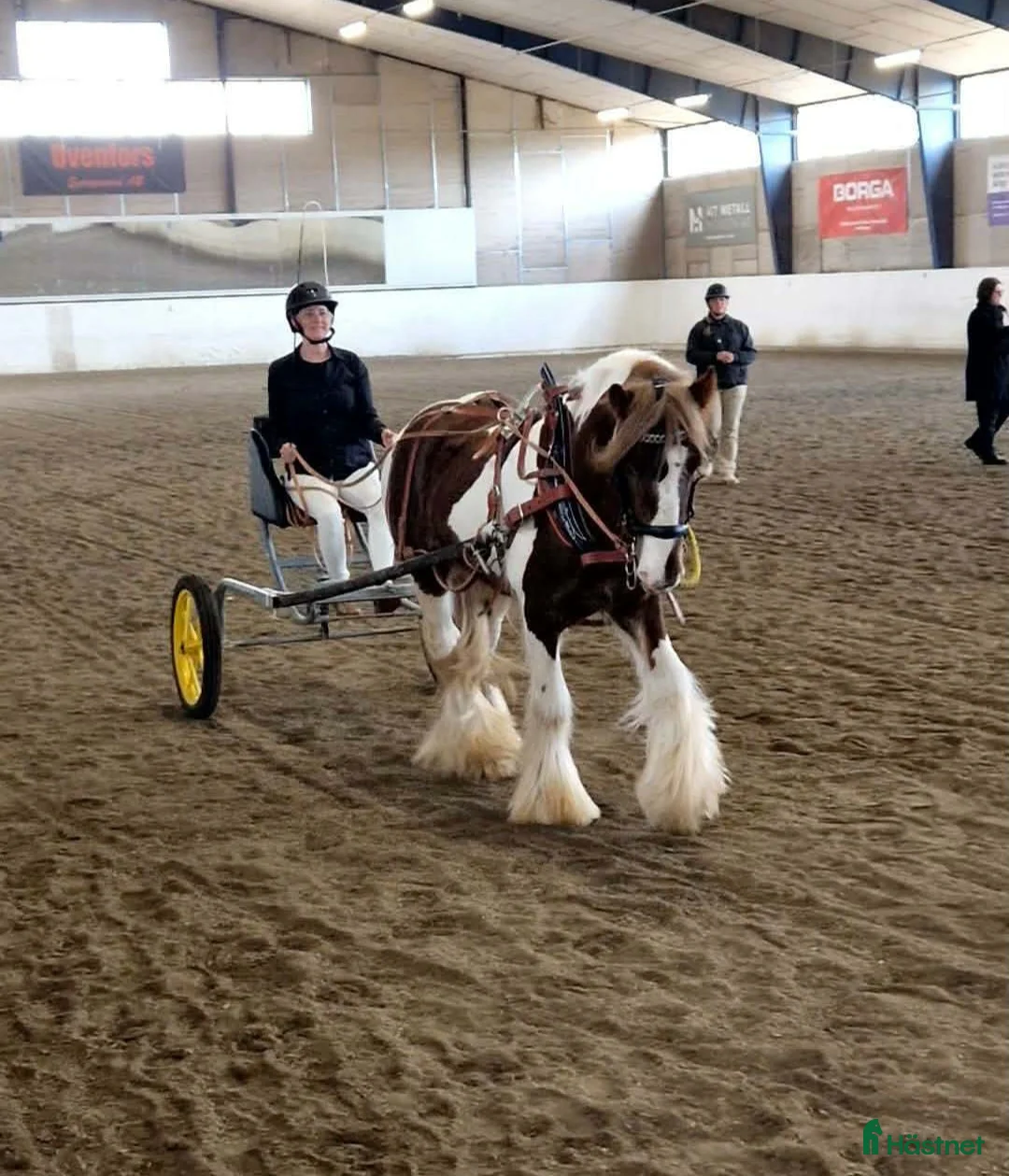 Allround hästar till salu: Irish Cob Valack, riden och körd  - Annons 1